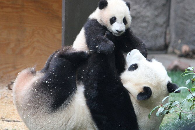 All-inclusive Day Tour: Mutianyu Great Wall & Beijing Panda Zoo with Local Lunch - Timing and Physical Comfort: A Moderate Day, Not a Couch Tour