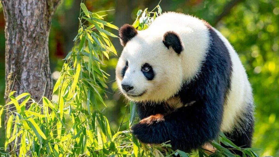 Beijing: Panda House Ticket (Zoo) new activities for 2026 - The booking flow: what you need to do (and what you should not do)