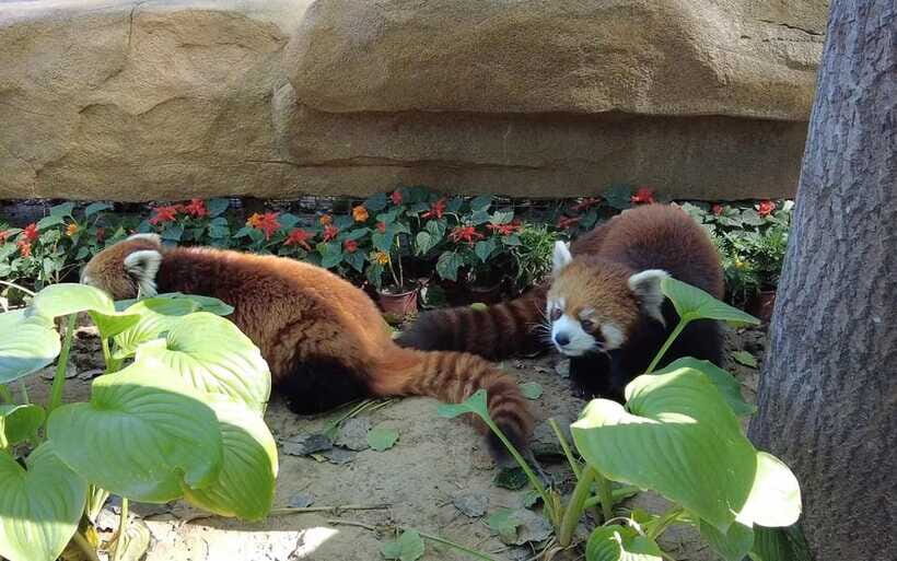 Beijing: Panda House Ticket (Zoo) new activities for 2026 - Other rare animals: how the zoo route earns its keep