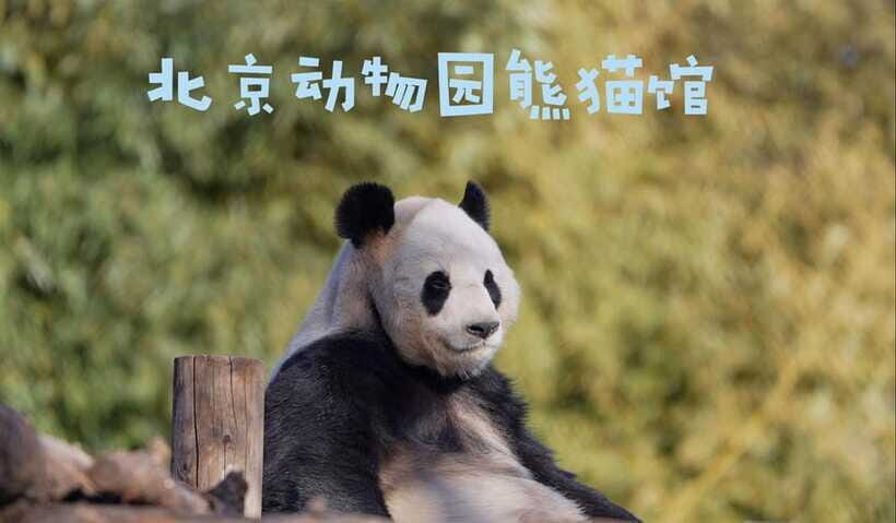 Beijing: Panda House Ticket (Zoo) new activities for 2026 - Ticketing rules that can trip you up