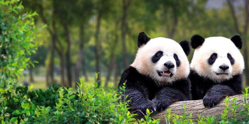Beijing: Panda House w/Great Wall or City Sites Private Tour - Key things to know before you go