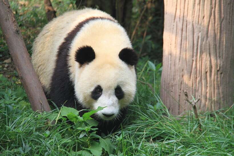Beijing: The Beijing Zoo Entry Ticket with Pandas - Key things to know before you go